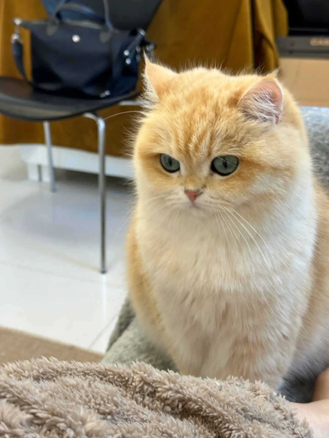 猫好人坏的一些证据