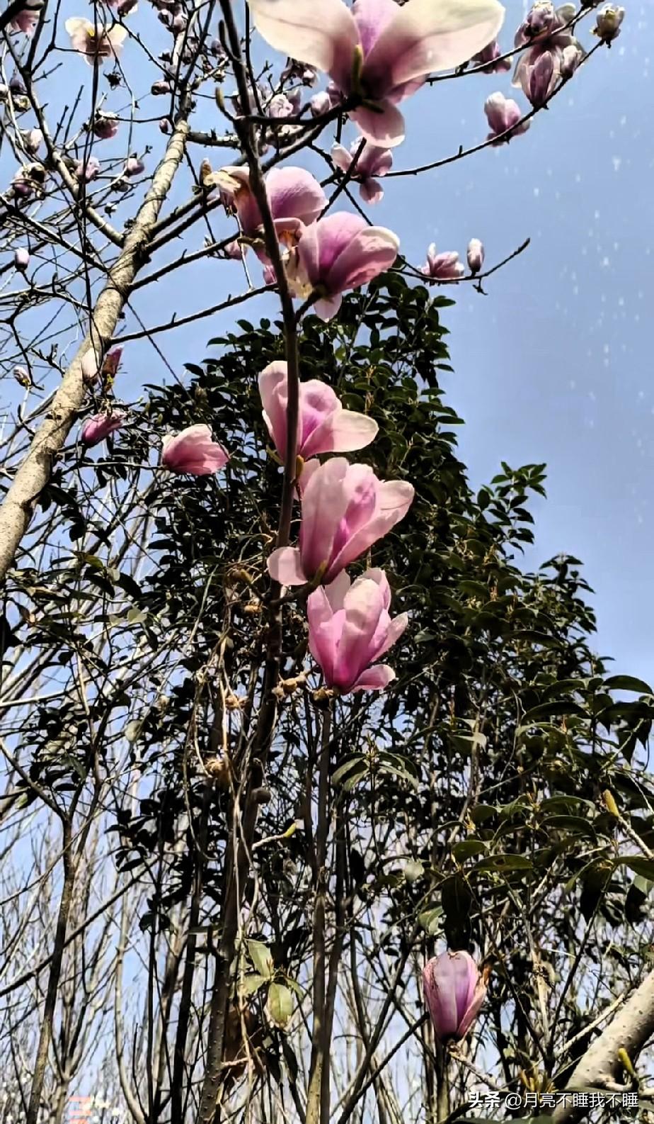 春日玉兰
 
抬头撞见这一树粉玉兰时，我整个人都愣了神。
天是透亮的蓝，花瓣像被
