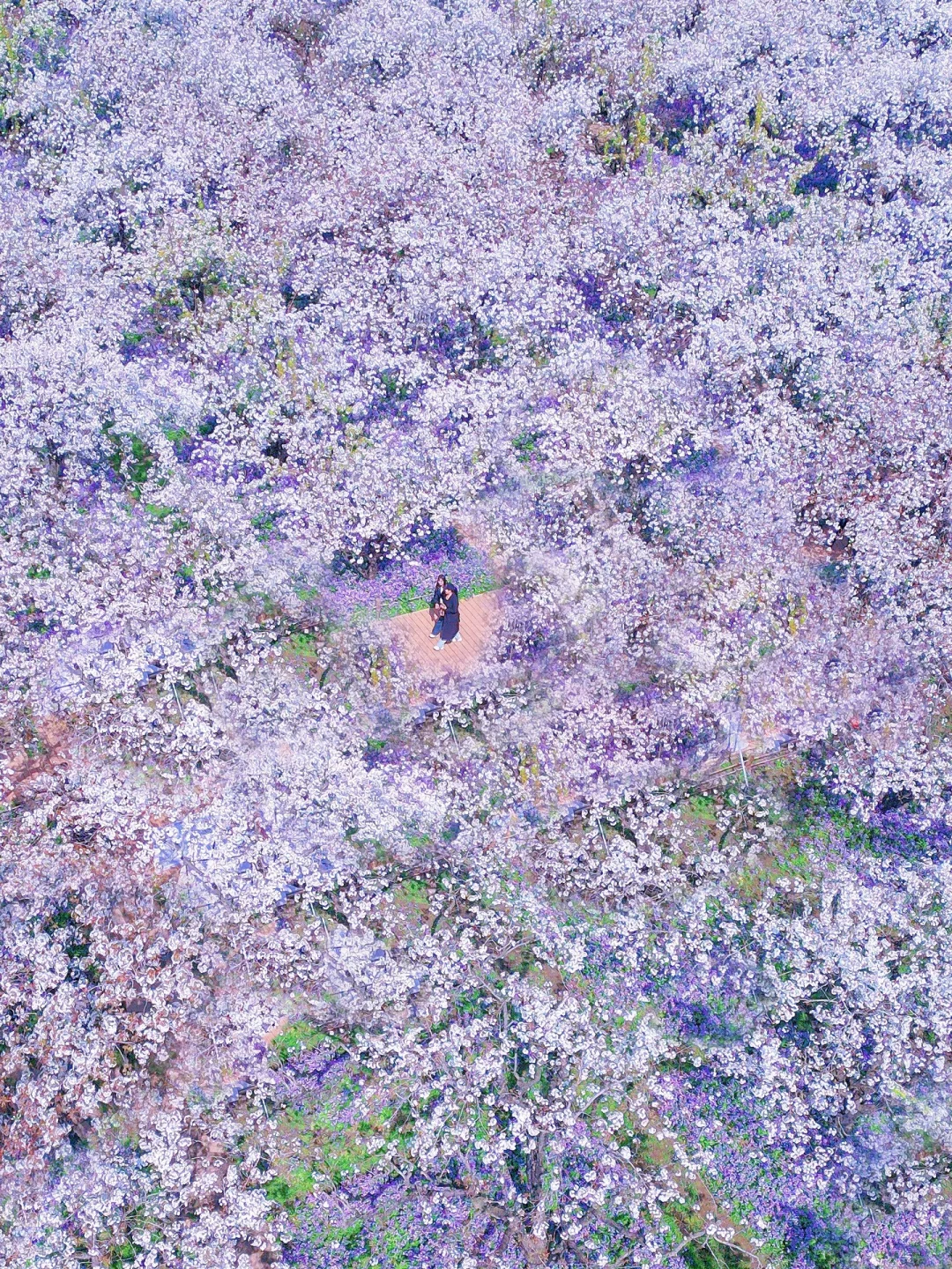 后悔才来！江苏被严重低估的梨兰花海