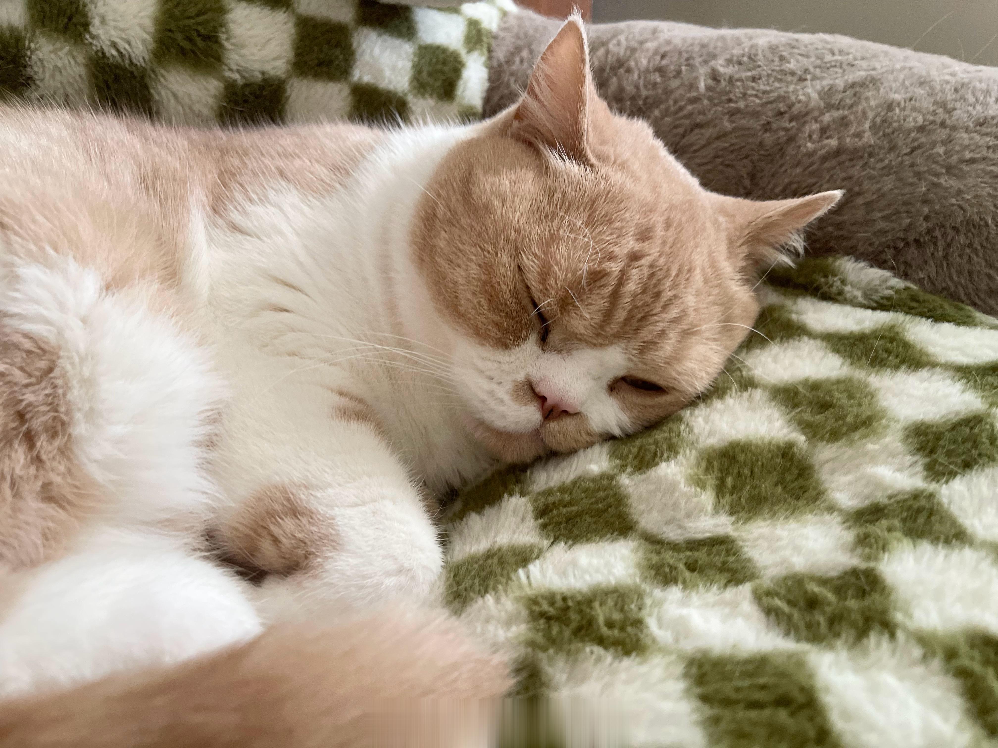#云养猫[超话]# 失踪猫口回归[打call]不管什么时候都是100分的可爱[抱