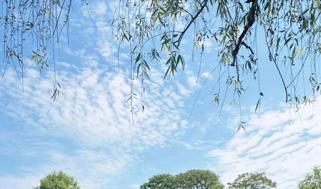 蓝天白云青山绿水，万条垂下绿丝绦。不知细叶谁裁出，二月春风似剪刀仙境景点 交换风