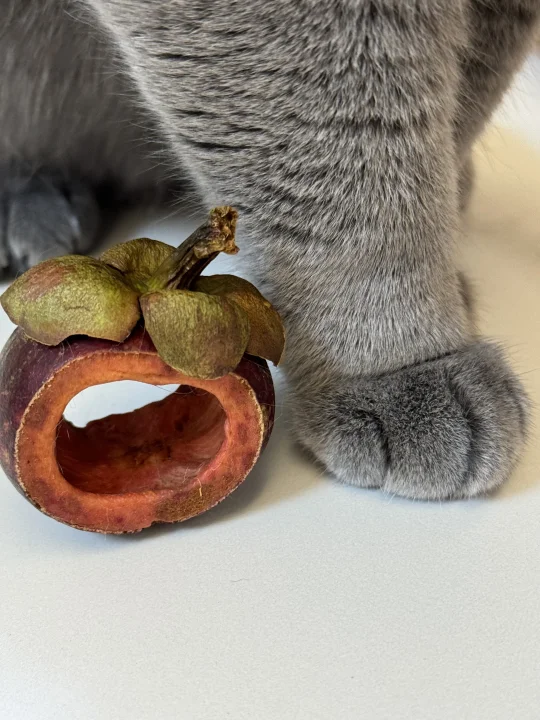 每吃掉一个山竹，就会有一个猫猫失去jiojio