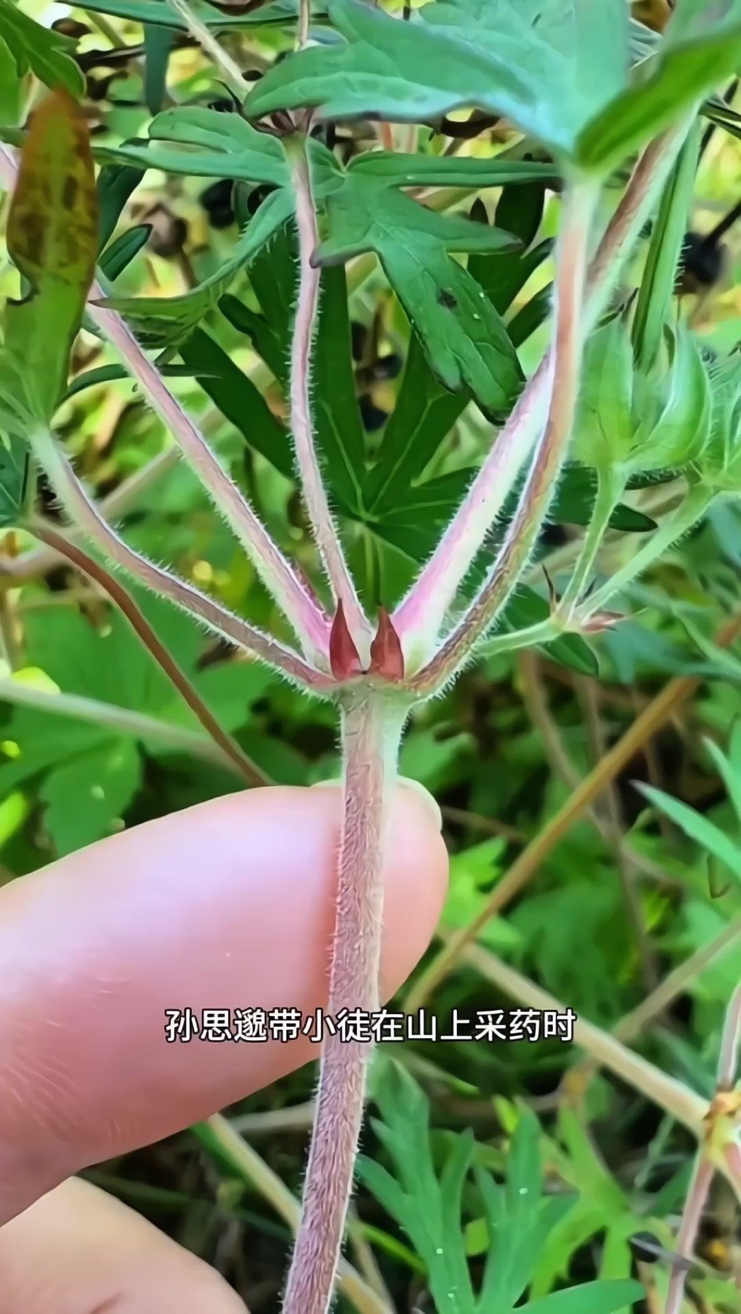 🦩老鹳草的名字来历超有意思！传说药王孙思邈带小徒采药时，偶遇一只脚受伤的老鹳鸟