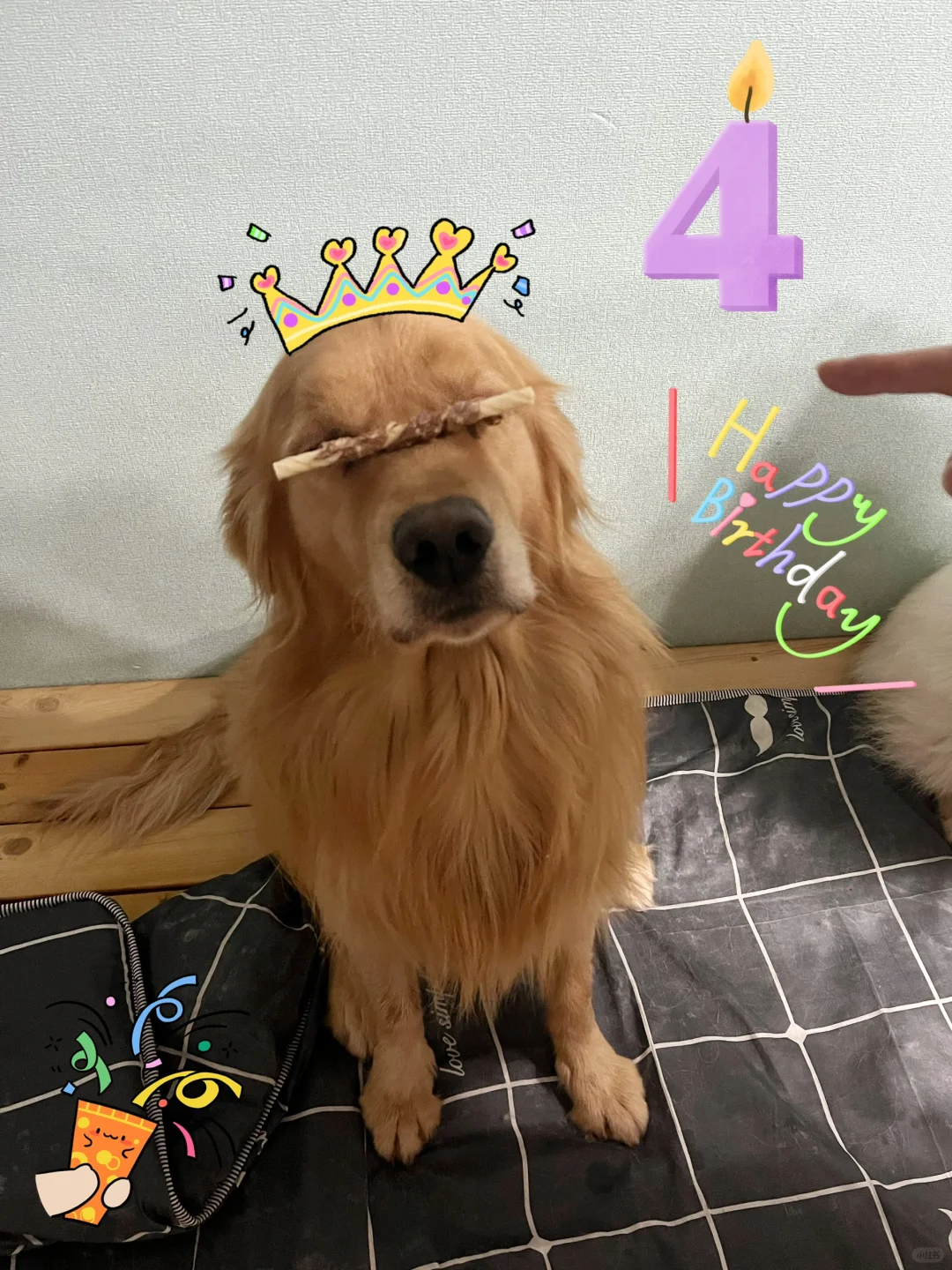 加冰🧊狗宝4岁啦！