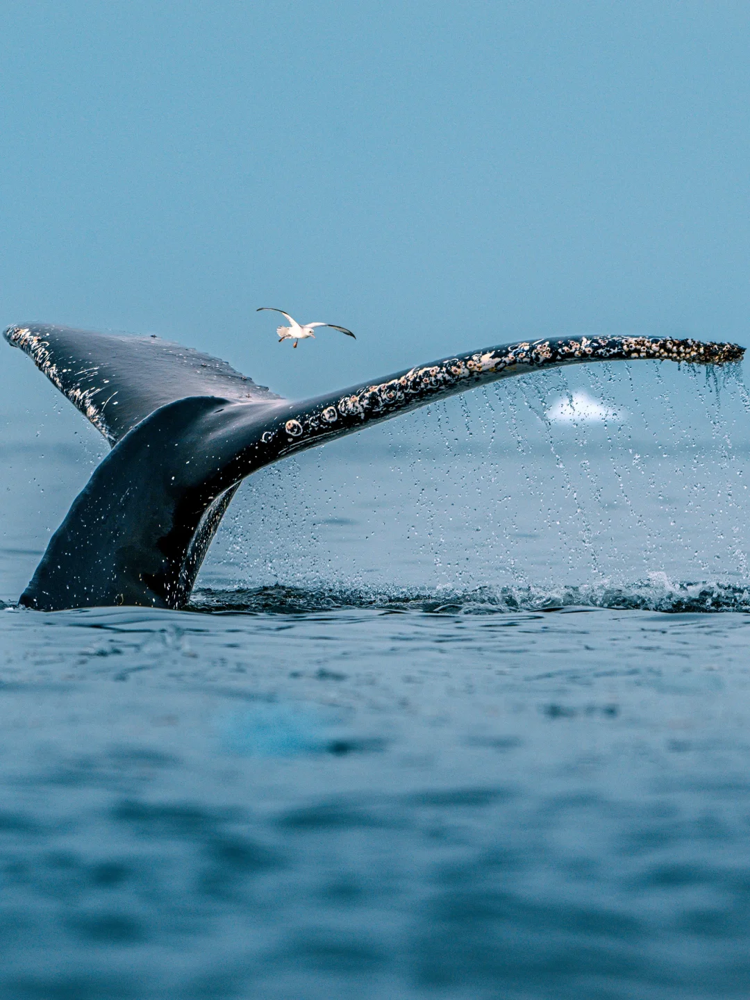 在南极探险船里，我用400长焦拍到大海精灵！