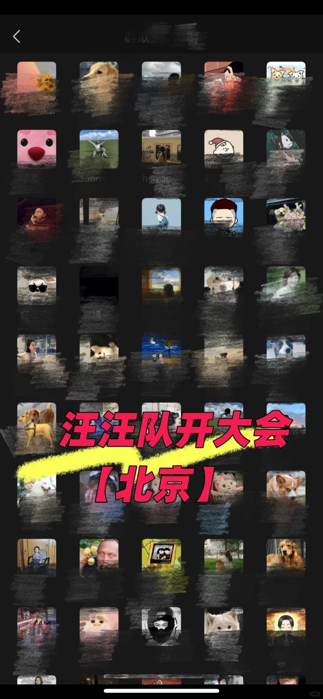 坐标北京 | 汪汪队开大会🦮