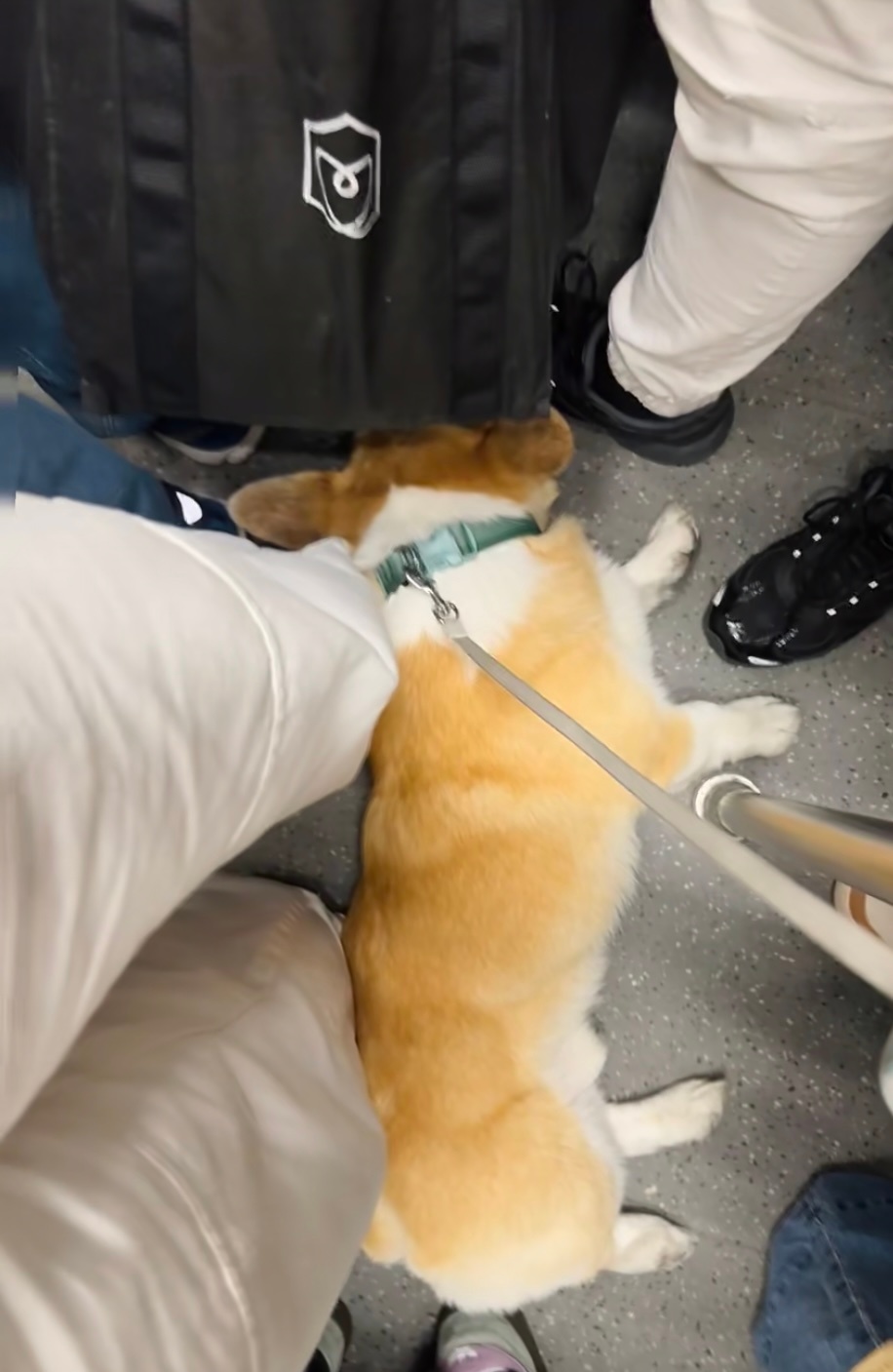 地铁再挤 也有小狗的一席之位 ​​​