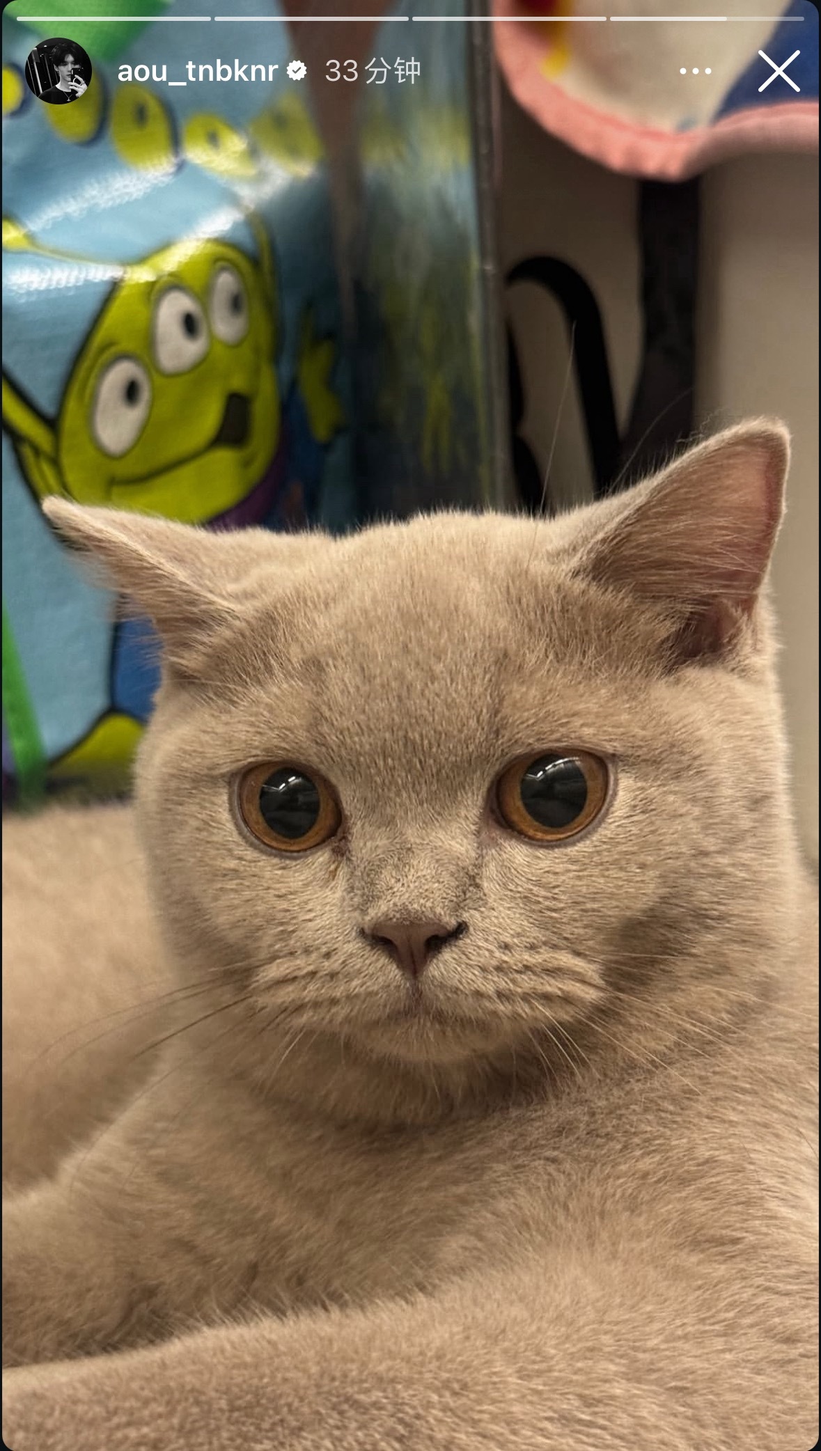 aouboom 晒猫🐱 ​​​