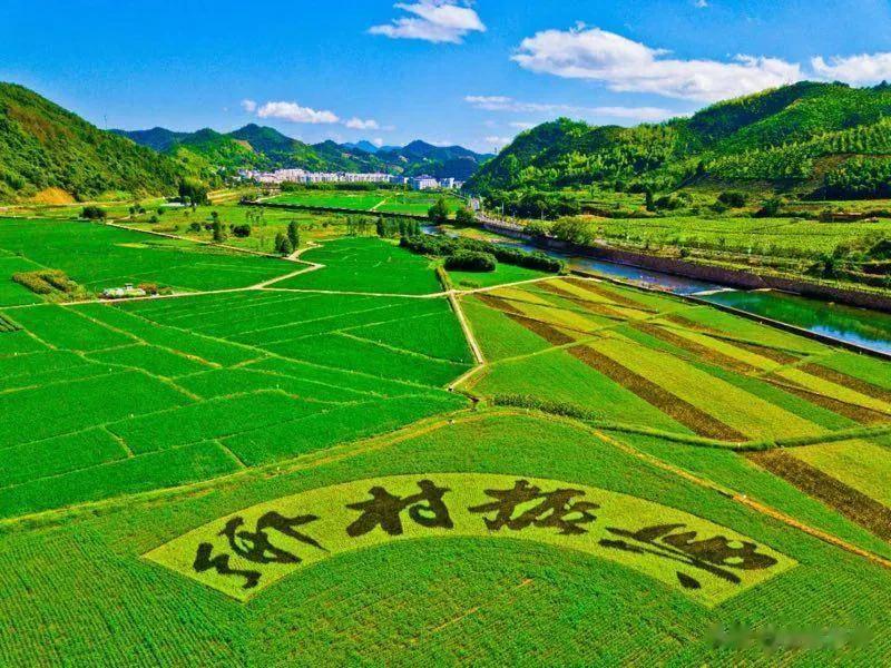 乡村振兴不可能只是年年一句口号，而是要做到真金白银的落实到实处，把那些项目补贴真