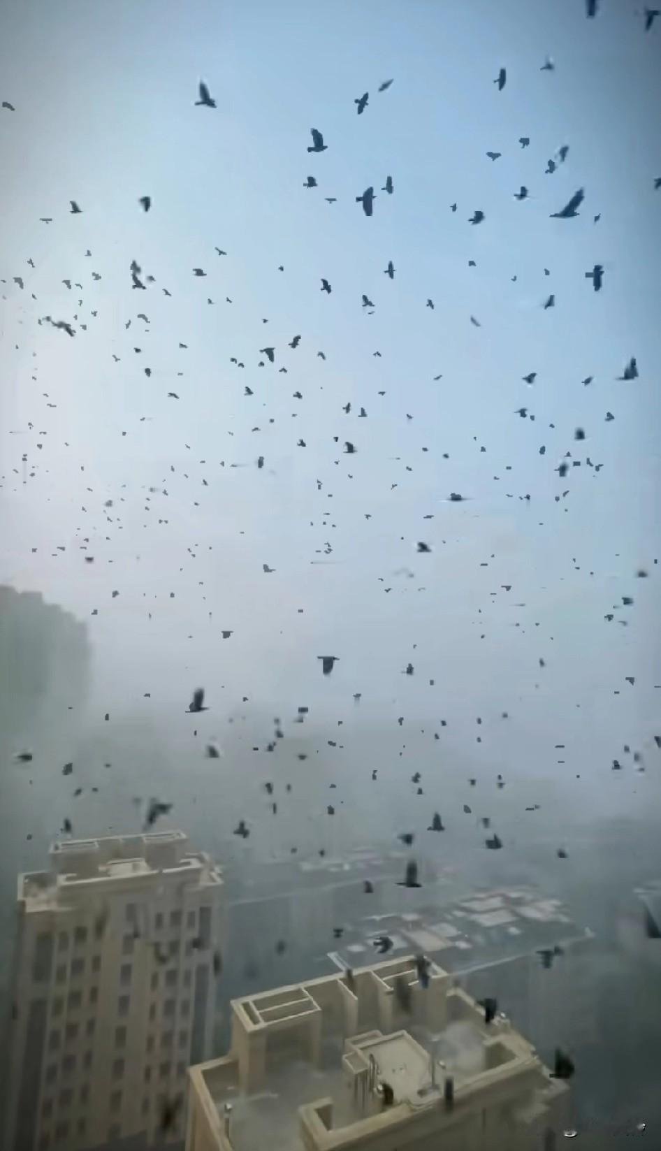 万鸟大军在天上飞，武汉疫情那年，就是乌鸦满天飞，同样的地方摔二次？那不能够
已经