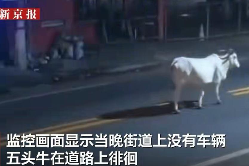 【足球小将命丧牛口，巴西深夜街头突发离奇事故】

这真是让人唏嘘的一桩意外！巴西