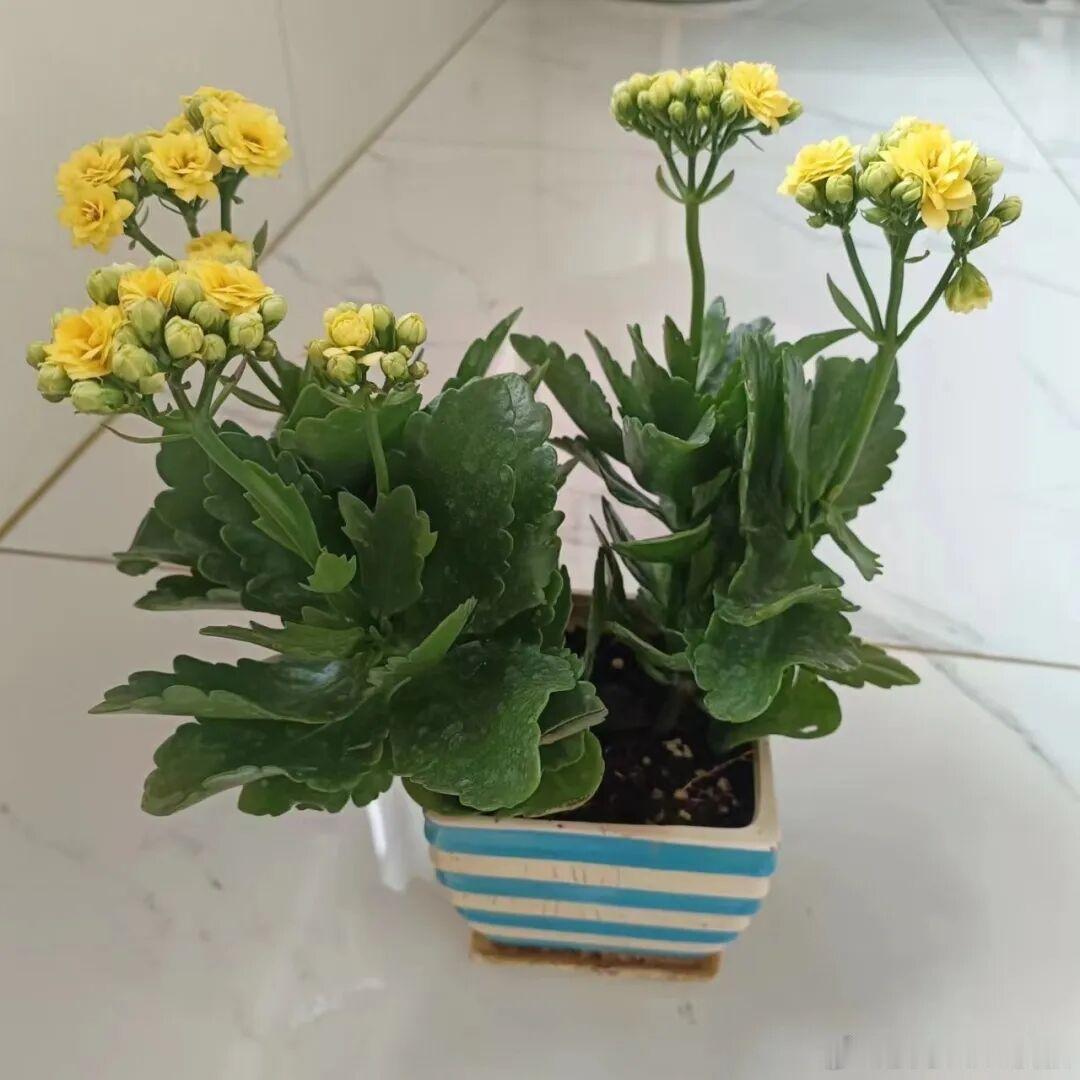 长寿花夏天要怎么养呢？1、严格控制浇水，别乱浇水长寿花到了夏天，首先，要放在通风