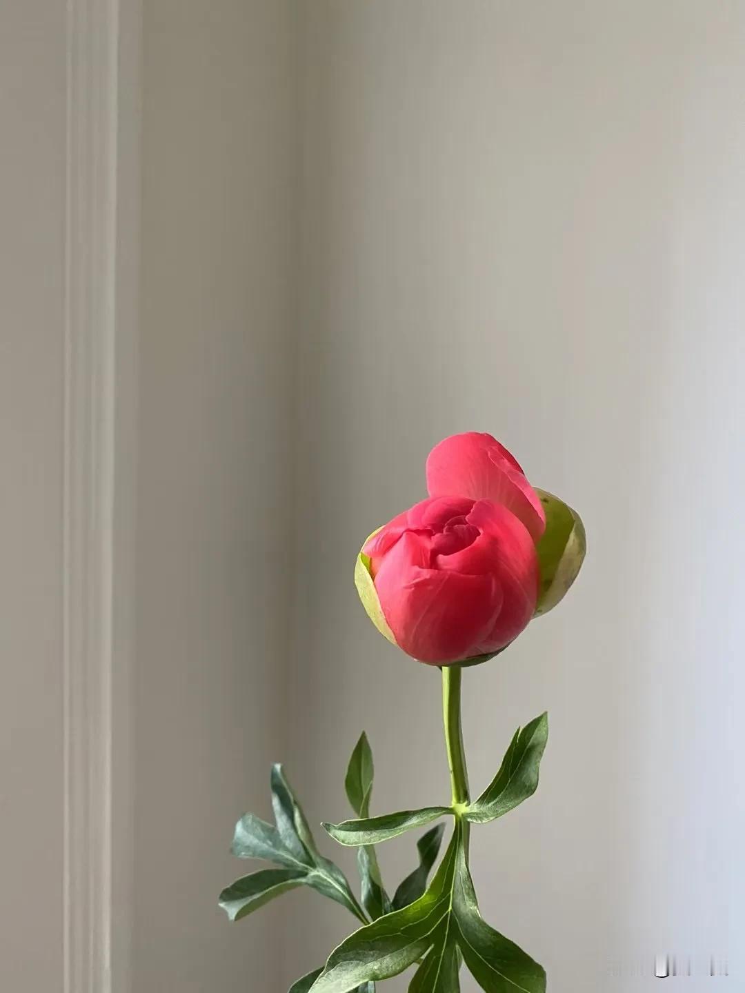 独秀一枝，和我的心情一样，孤芳自赏。