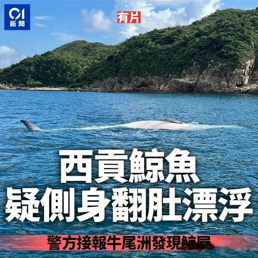 香港网红鲸鱼死亡！背部出现多道伤口，为参观船只的螺旋桨割伤，在香港海域仅逗留18