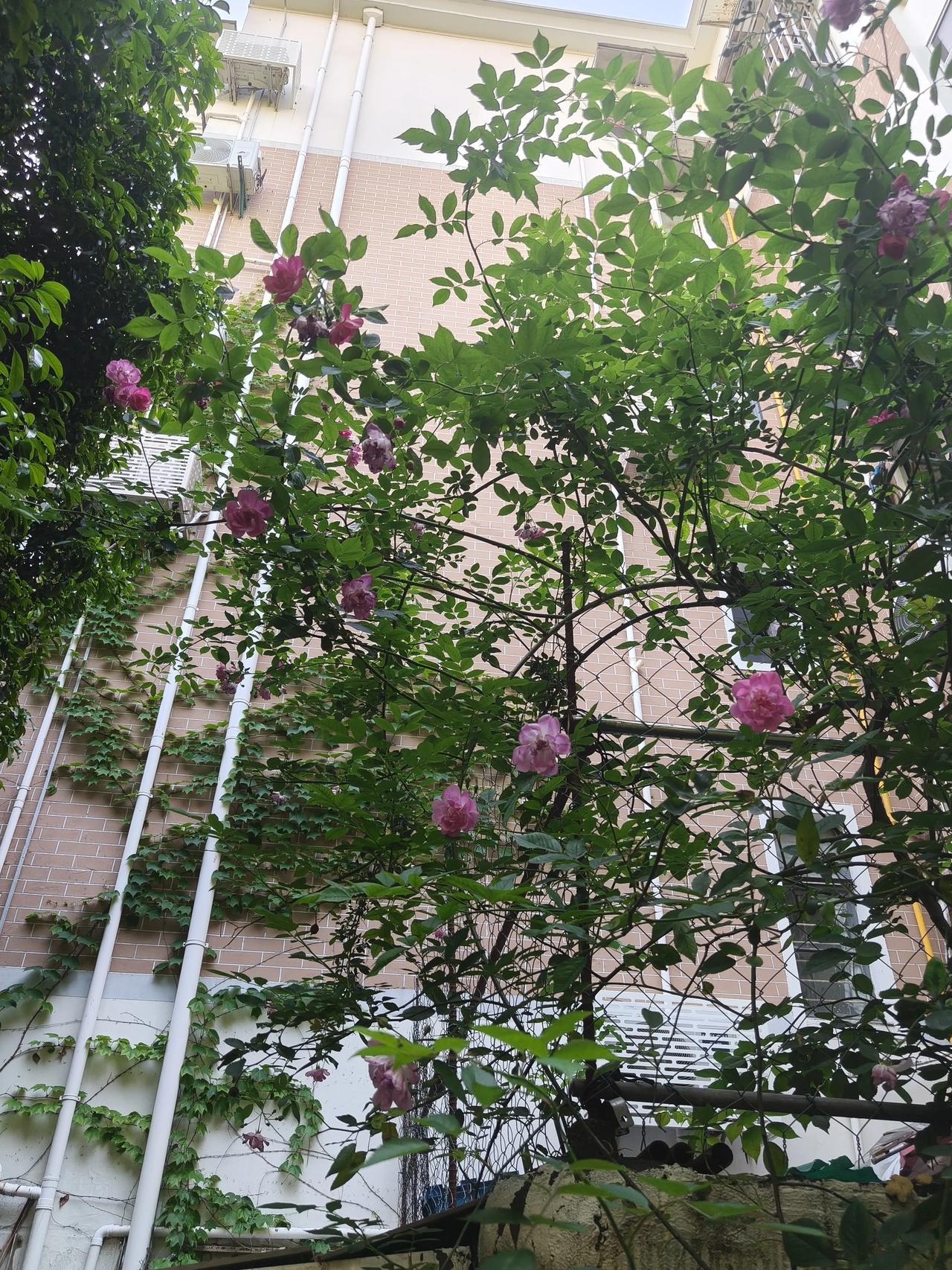 日常记录ℓ四月，收尾

人生起落本是常态，不必困于得失，不必纠结过往。

季羡林