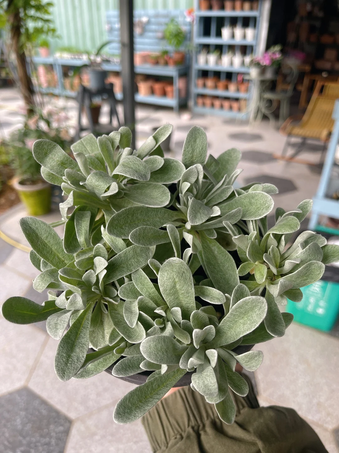 这银叶蜡菊，苗情也太好了吧！
