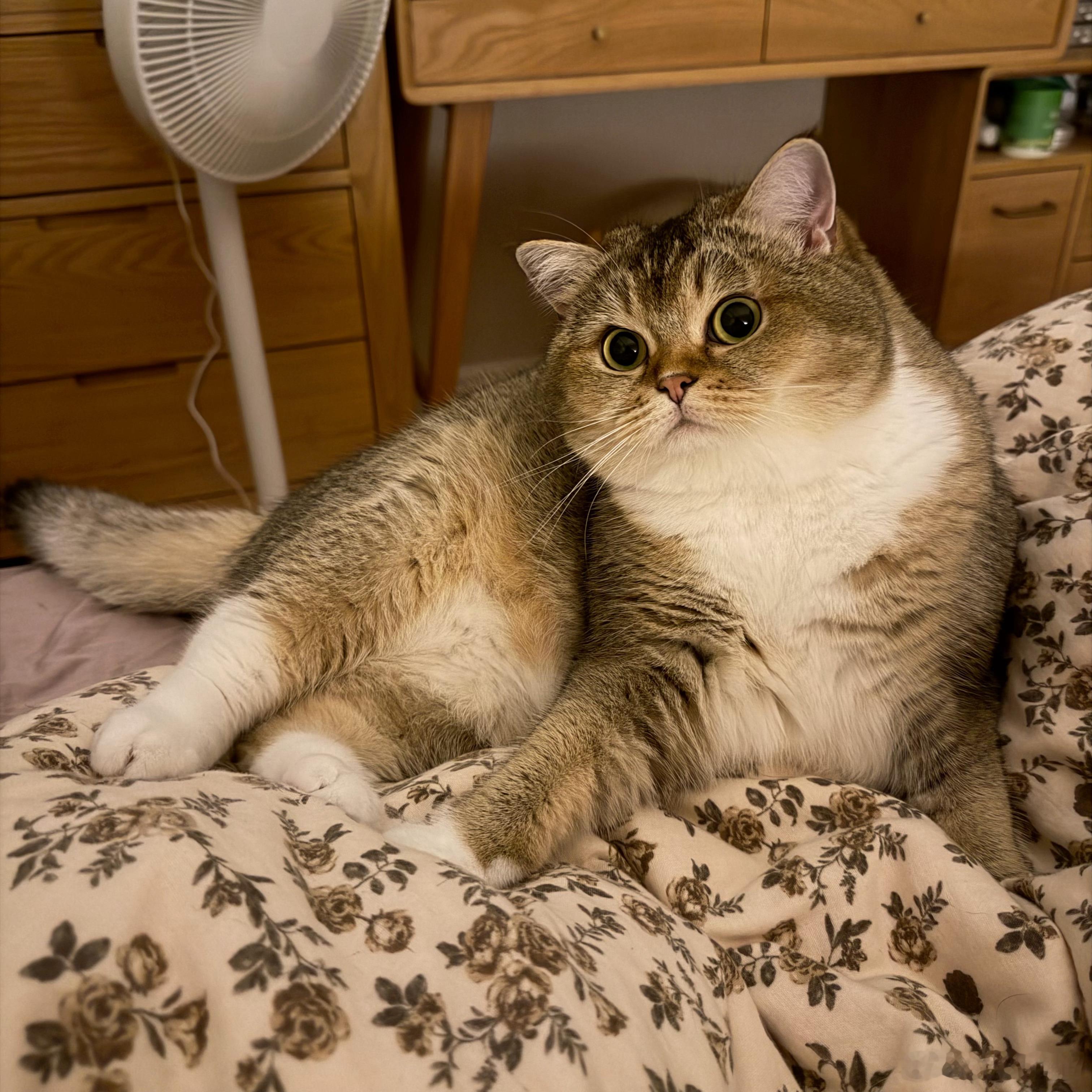 有没有想小猪🐱呀 