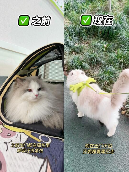 猫咪胆小｜很容易应激怎么办?