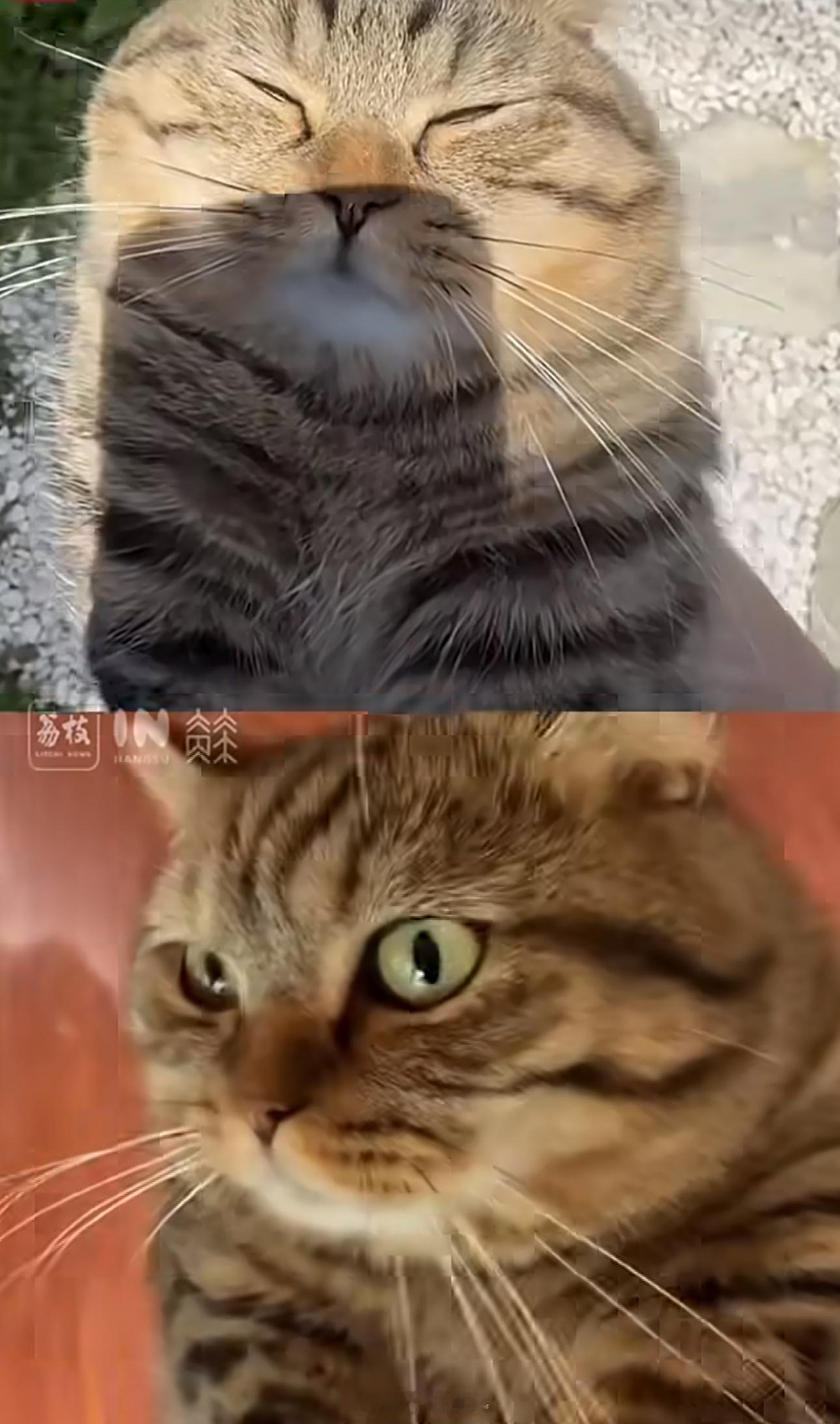 猫咪进室内吹空调瞬间两眼放光这感觉上了天堂