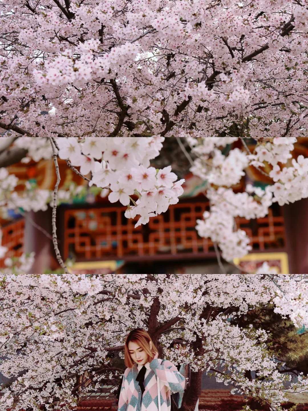 赏樱🌸| 赴一场春日之约👒