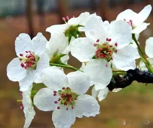 梨花
            一
素魄贞姿可对松，
花凝清露泪痕浓。
心心暗寄相