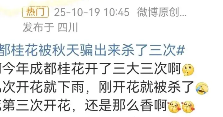成都桂花又开了？原来是因为……