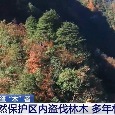 这事儿听着就让人来气！重庆金佛山国家级自然保护区，多清净的地方，今年1月份被一帮