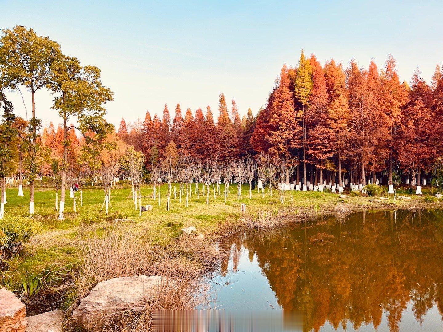 【滇池海洪湿地的水杉红透了，正是观赏的好时机！#100个冬日限定美景##100个