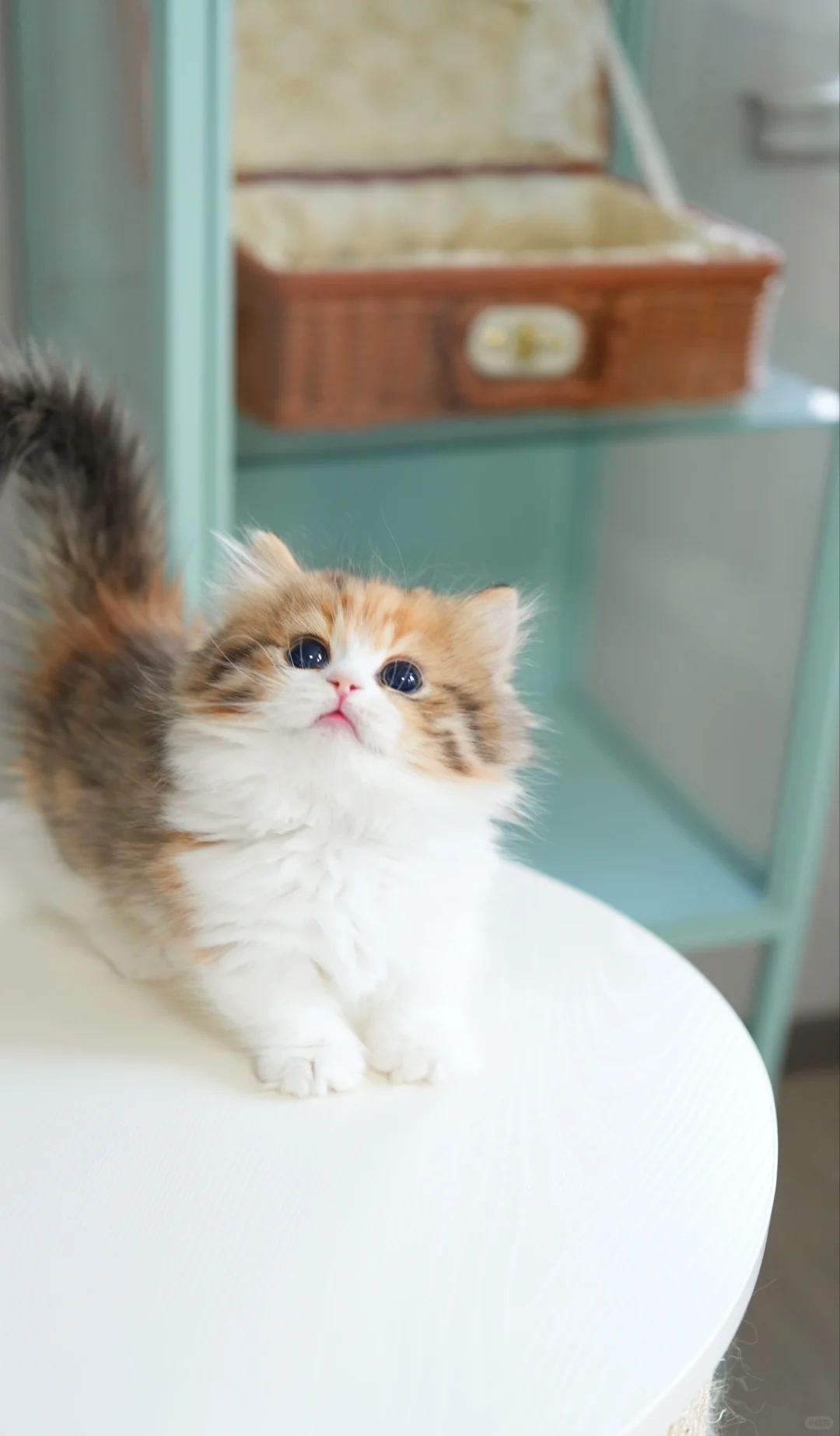 没人能逃得过甜妹 金三花米努特矮脚猫