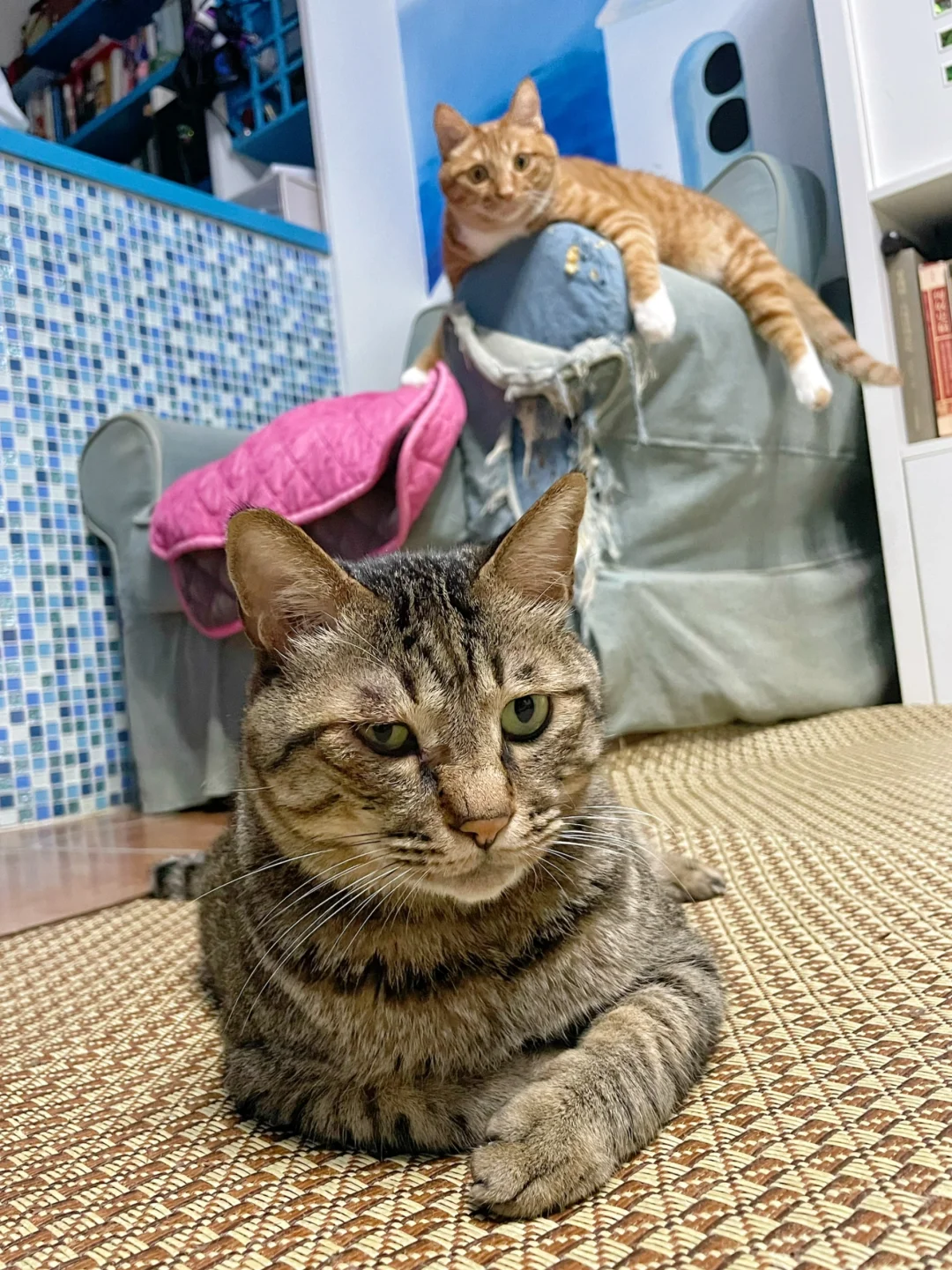 猫王和他的冤种儿子