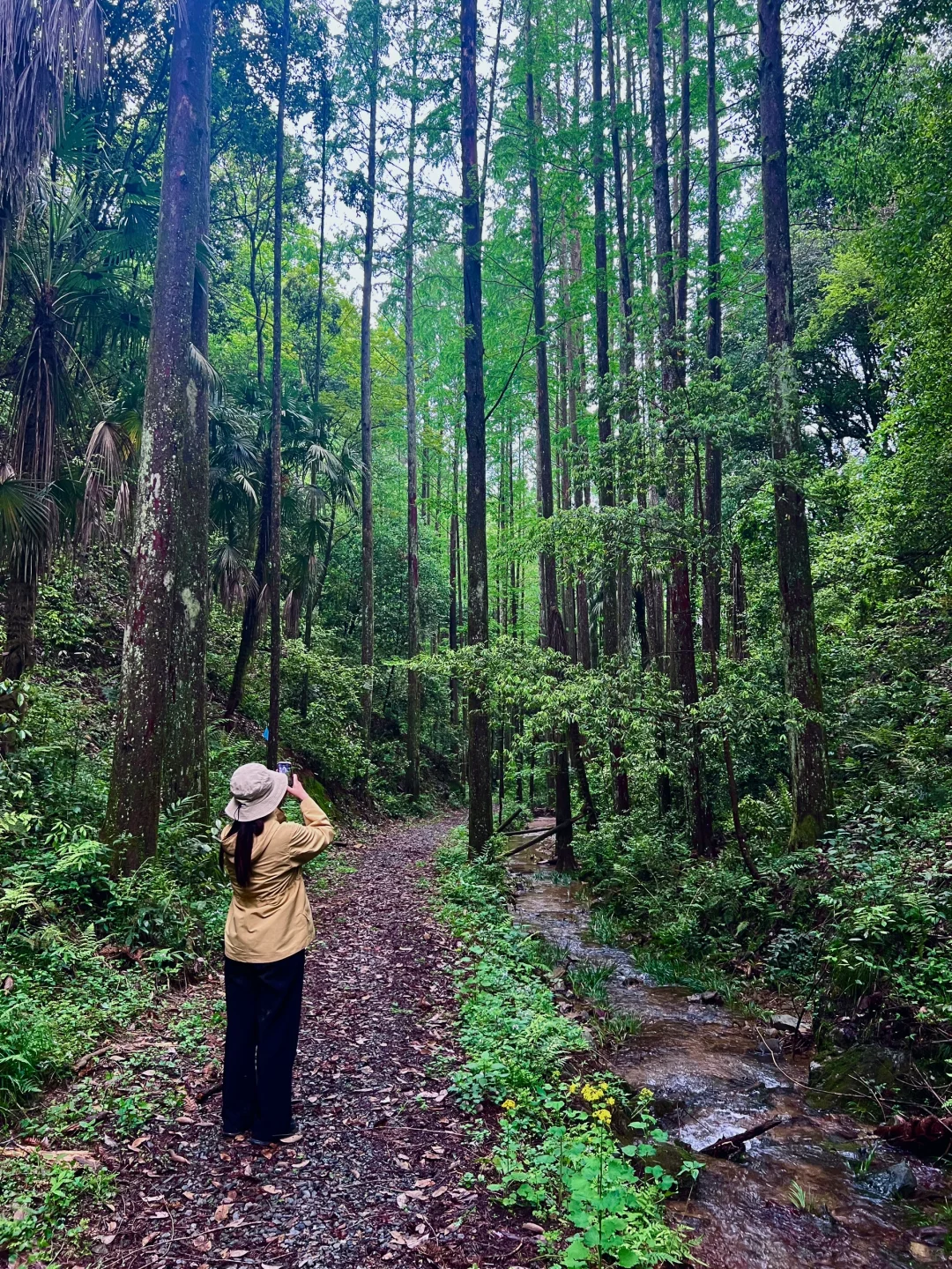 精神保护区🌳无所谓，杭州有自己的哀牢山❗️