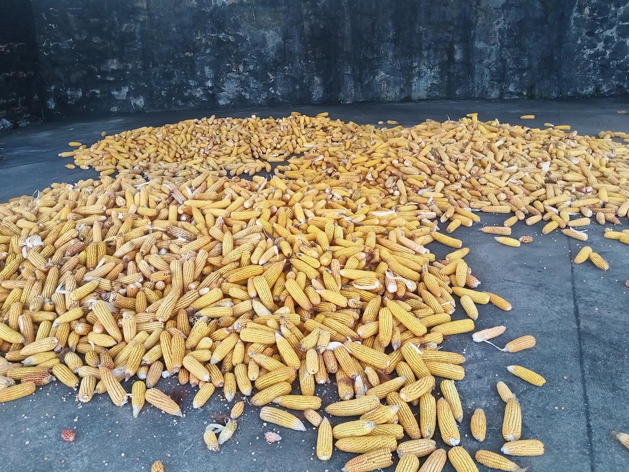 刚收回来的玉米🌽