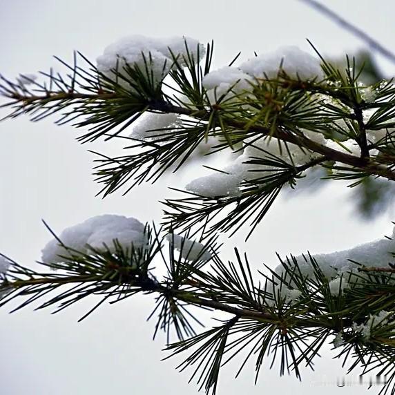 上联:雪浴青松松更翠
下联:风梳翠竹竹尤青
上联:仄仄平平平仄仄
下联:平平仄仄
