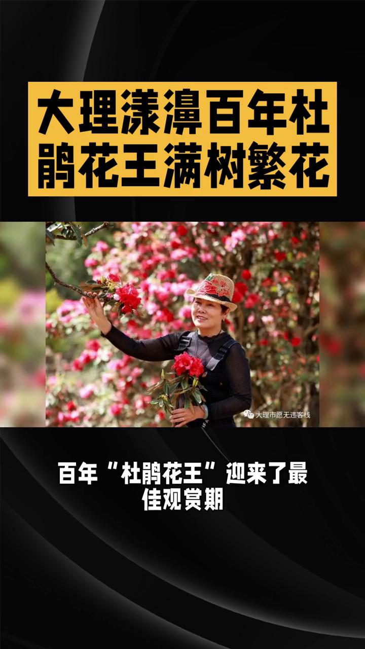 大理漾濞百年杜鹃花王满树繁花。
百年杜鹃王满树繁花，云南大理的这一美景你怎能错过
