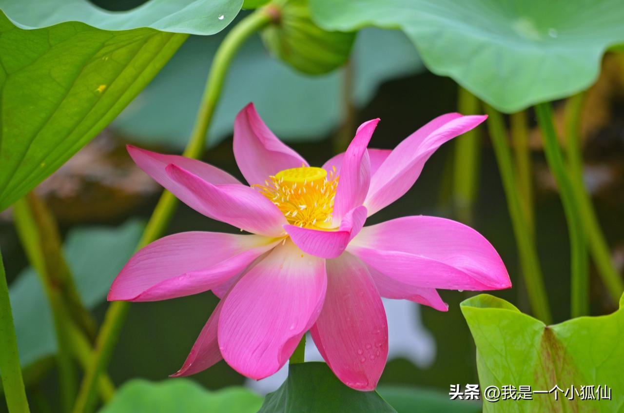 这玩意有什么时间限制？又不是娶媳妇要一个吉时，只要注意以下几点就随便拍。
一、用