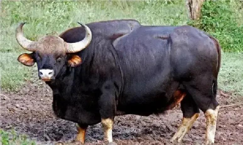 云南大姐把落单小白牛牵回家那天，她只当是普通牛娃子掉沟里了。
十年里，它跟家牛一