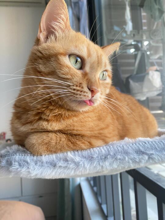 猫猫我啊变蛇蛇了呢