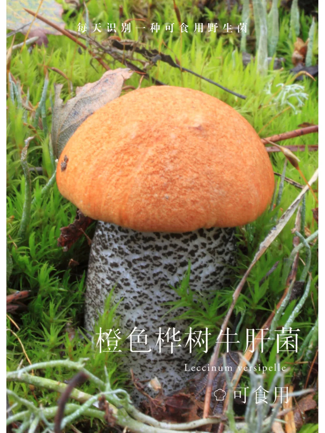 很好吃的牛肝菌，但需要彻底煮熟才行