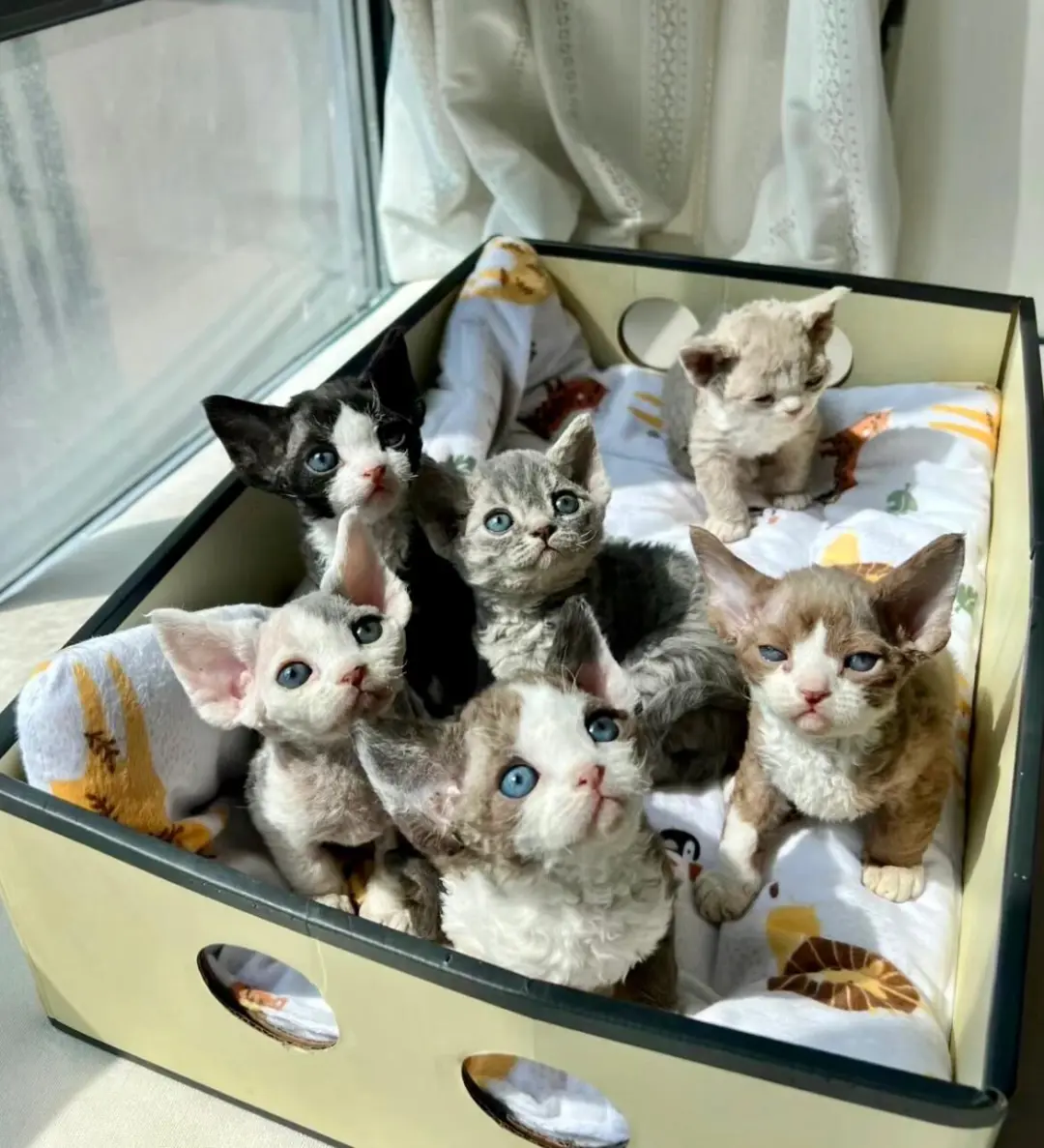 🇭🇰HK一窩德文BB💛搵屋企～