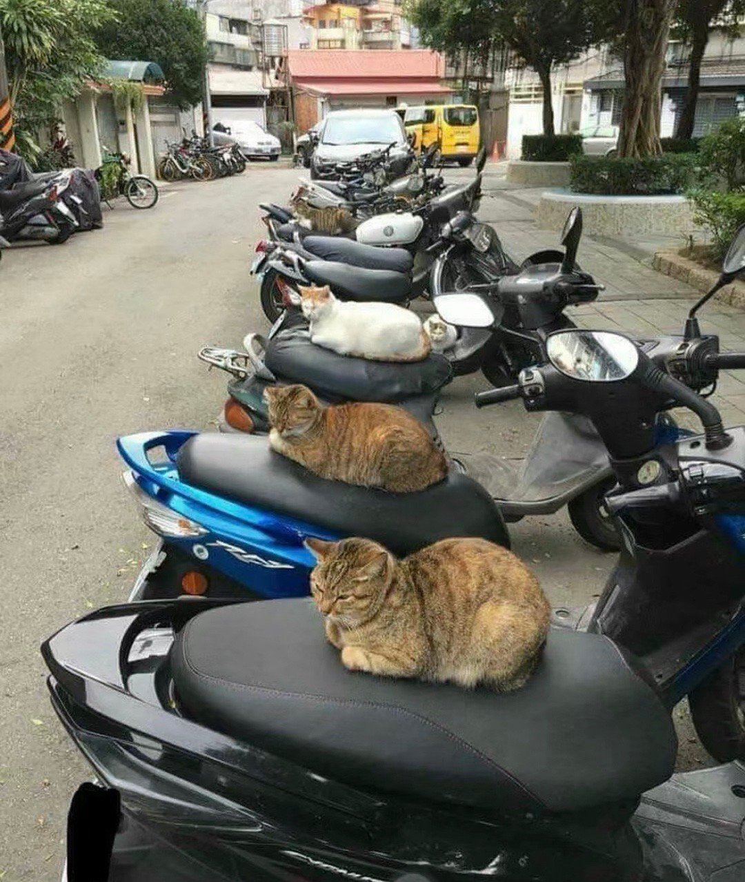 猫托car ​​​