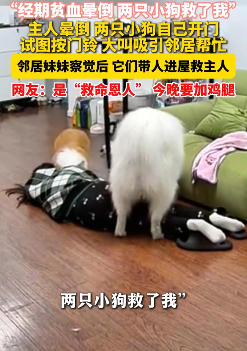 “这养的哪是狗，完全是救命恩人！”四川，一女子经期贫血，从沙发上站起来时突然眼前