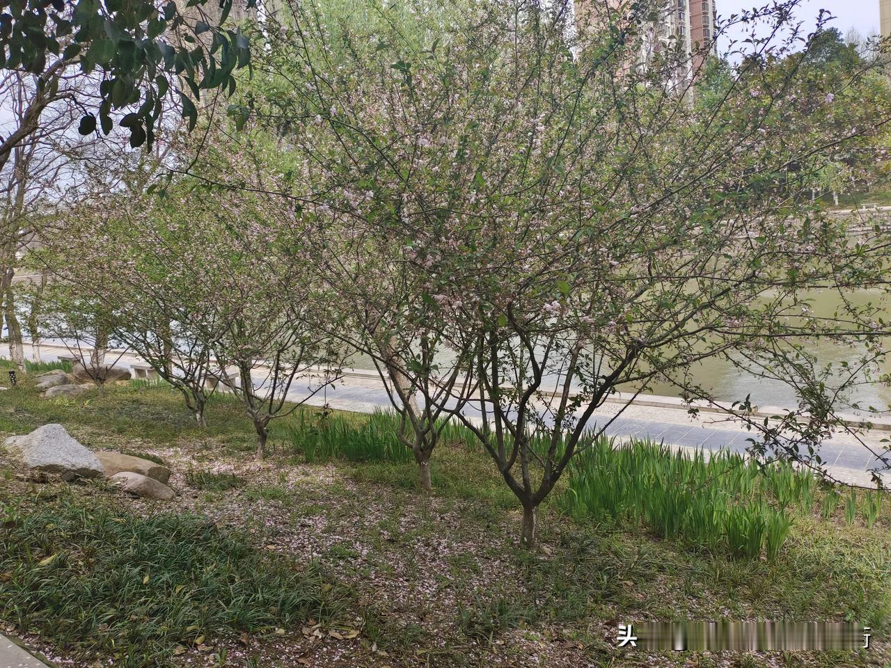 #春日生活打卡季#
几处早莺争暖树，谁家新燕啄春泥。
乱花渐欲迷人眼，浅草才能没