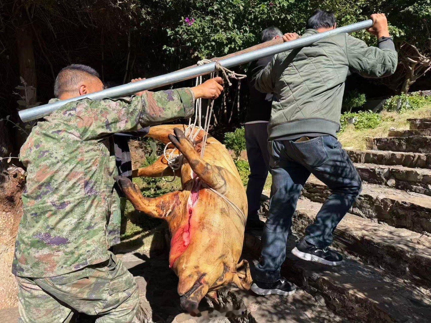 凤羽杀猪宴是白族新年保留节目，我们今天可是见证了从杀猪到分解，再上火烤起来的整个