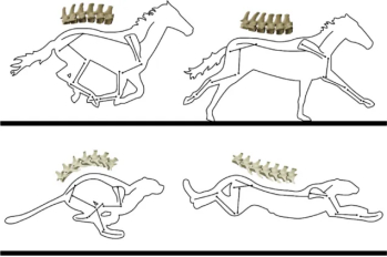 每天一条冷知识 马的脊柱像是一张硬弓，腹部的肌肉则是弦，这种刚性结构能够承受垂直