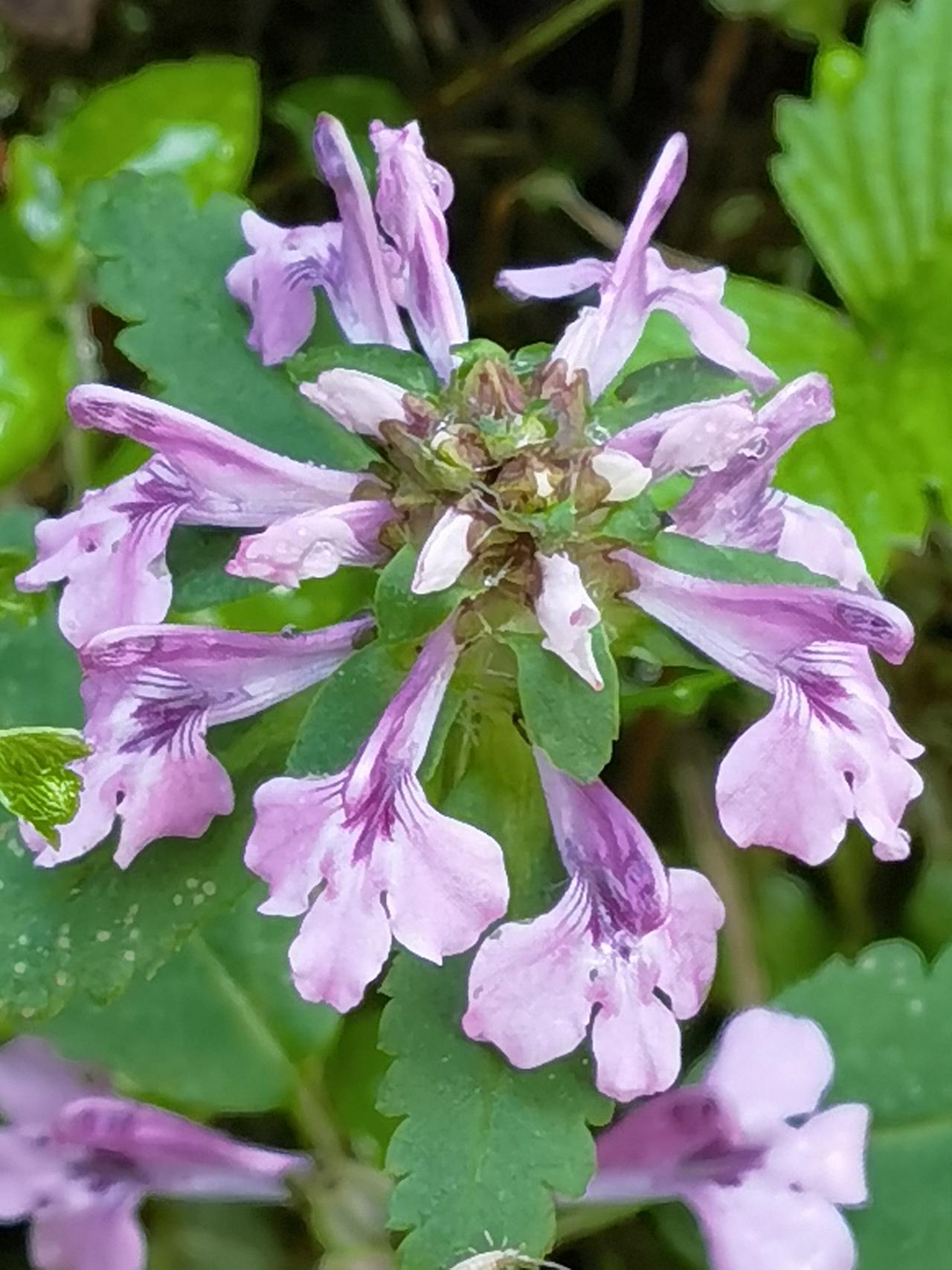 高原奇花马先蒿，色彩娇艳，却被称为“植物吸血鬼〞，演绎了别具一格的生存之道。
马