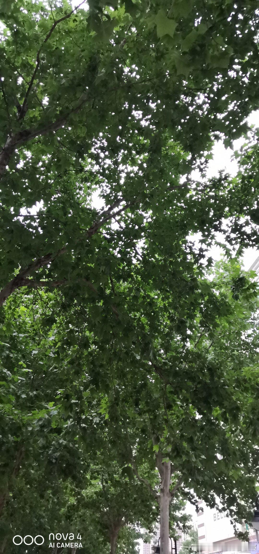 熊猫守护者‎森林驿站 看着蓝天白云晴空万里；看着绿树成荫郁郁葱葱；看着小鸟叽叽喳