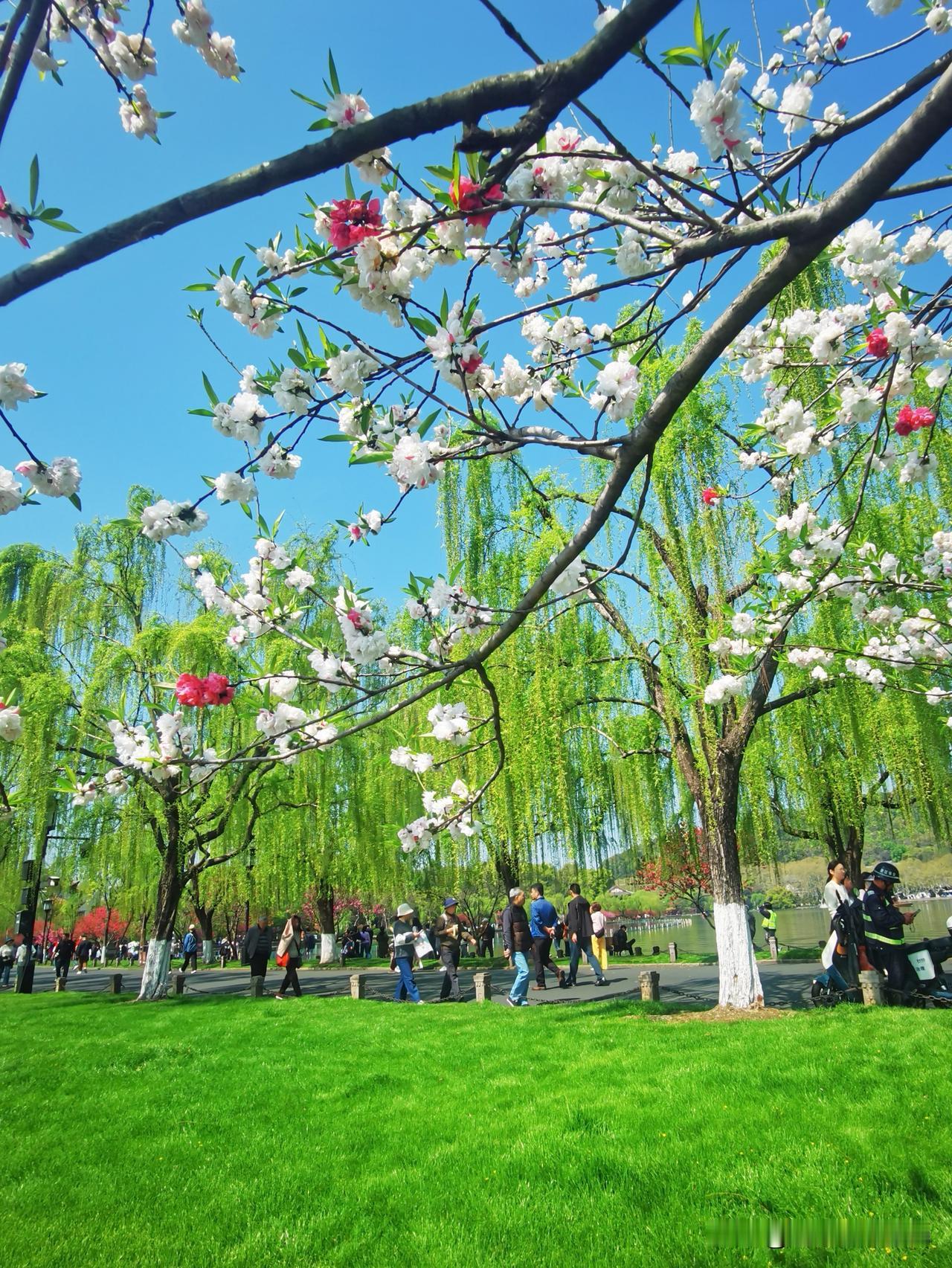 “最爱湖东行不足，绿杨阴里白沙堤〞。边走边拍，来过杭州的友友都知道，白堤上就两类