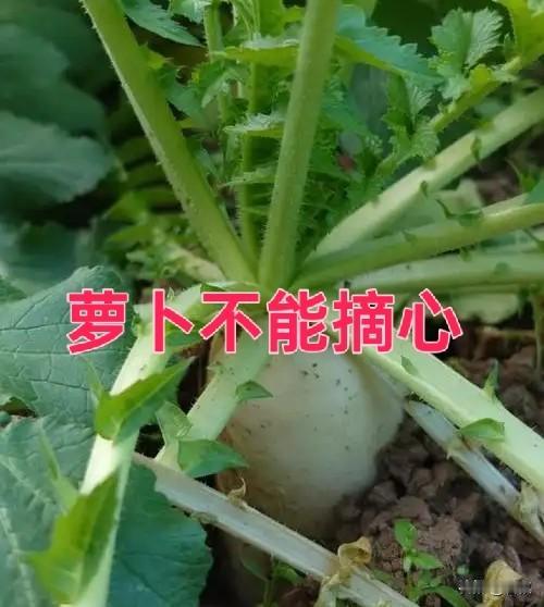 种萝卜，打底叶可以，千万别摘心
 
网上不少短视频博主打着增产的噱头鼓吹萝卜摘心