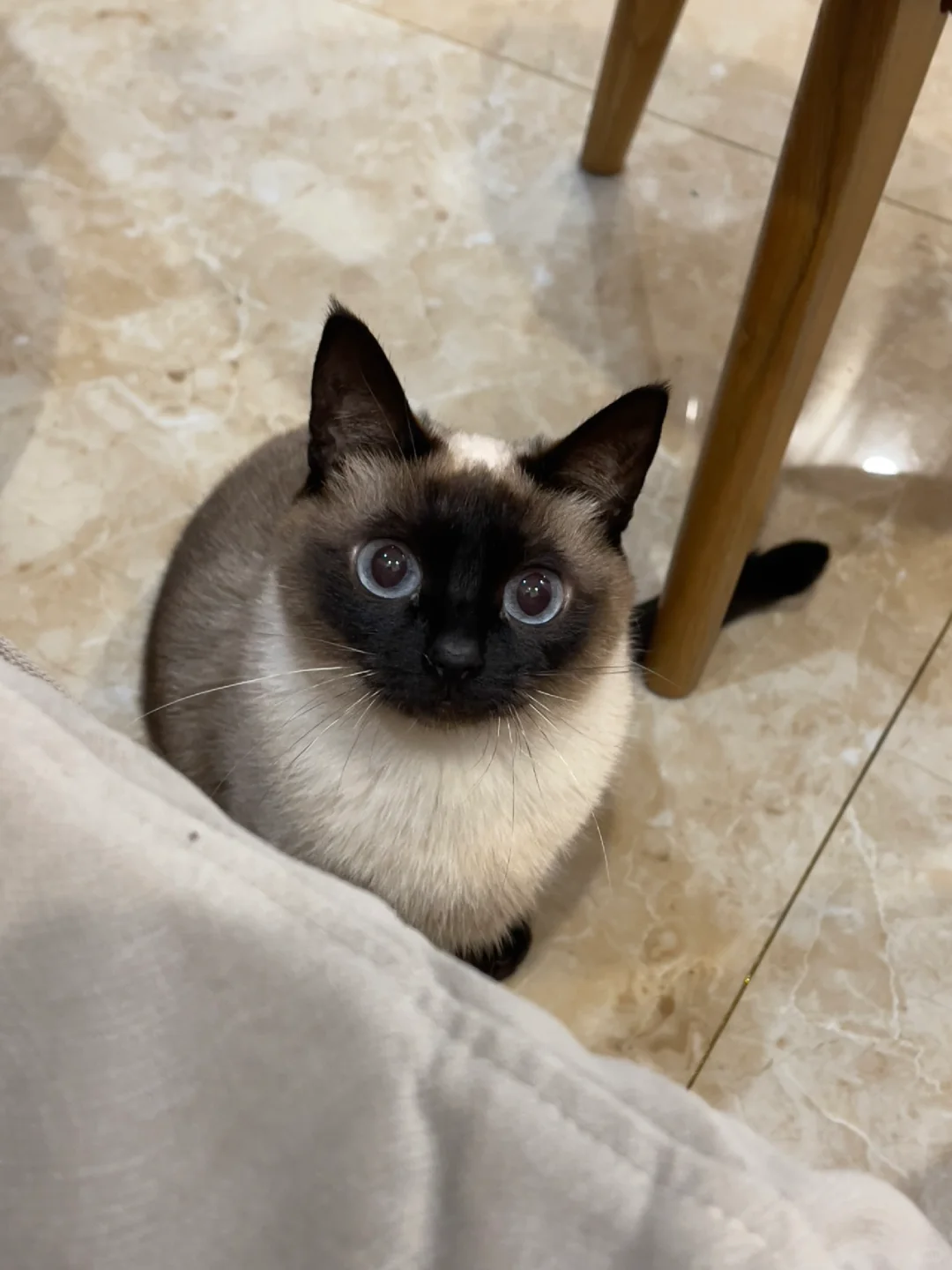 等罐头🥫的小猫