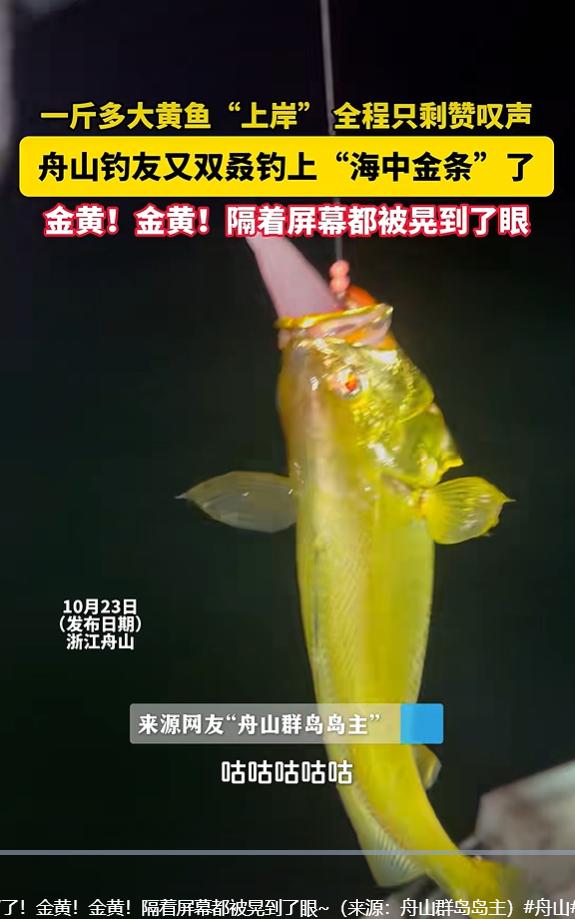 10 月 24 日江南都市报报道，浙江舟山，一名钓友出海海钓，意外收获一条一斤多